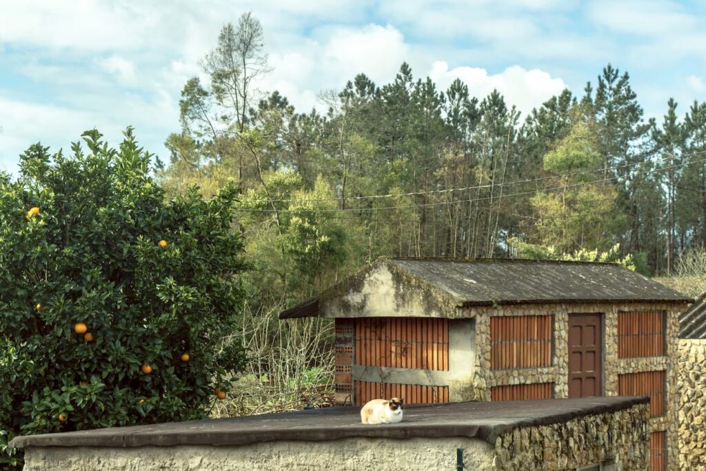 2019-20_P.I. DE FOTOGRAFIA-CFGS_FernandezAmorinEsterMaria_BilisNegra_JPGFINAL_006 Fotografía del proyecto Bilis Negra: Gato sobre tejado en ambiente rural