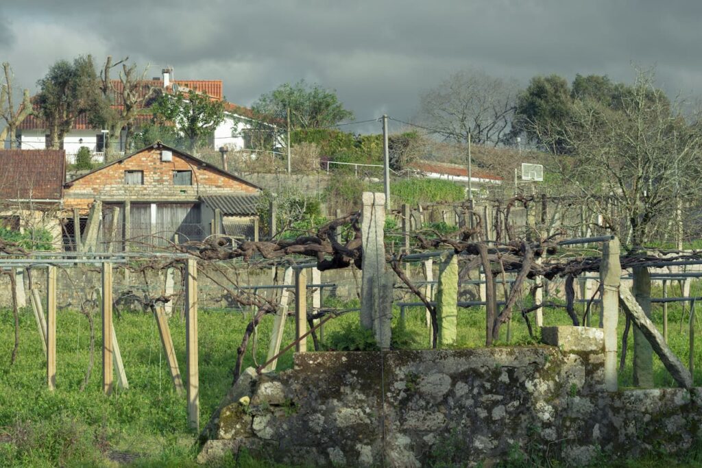 2019-20_P.I. DE FOTOGRAFIA-CFGS_FernandezAmorinEsterMaria_BilisNegra_JPGFINAL_015 Fotografía del proyecto Bilis Negra: Viñas en entorno rural