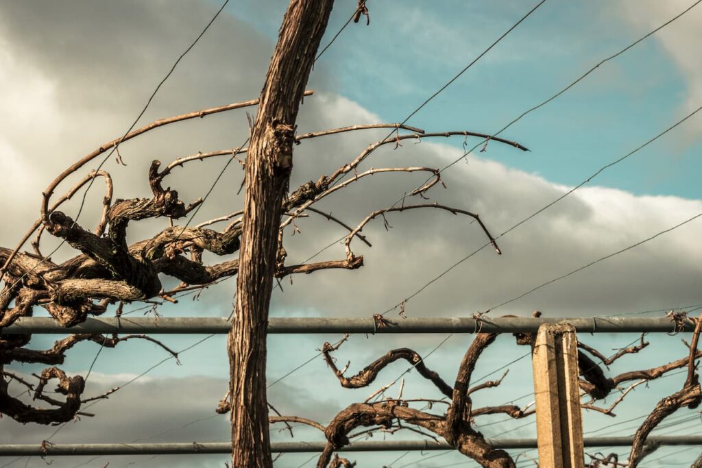 2019-20_P.I. DE FOTOGRAFIA-CFGS_FernandezAmorinEsterMaria_BilisNegra_JPGFINAL_026 Fotografía del proyecto Bilis Negra: Ramas de viñas