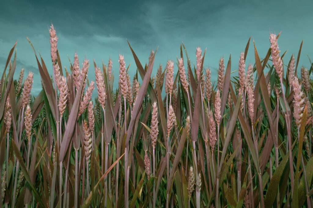 2019-20_P.I. DE FOTOGRAFIA-CFGS_FernandezAmorinEsterMaria_BilisNegra_JPGFINAL_027 Fotografía del proyecto Bilis Negra: Trigo